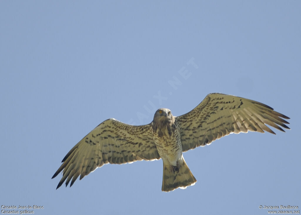 Short-toed Snake Eagle