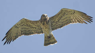 Short-toed Snake Eagle