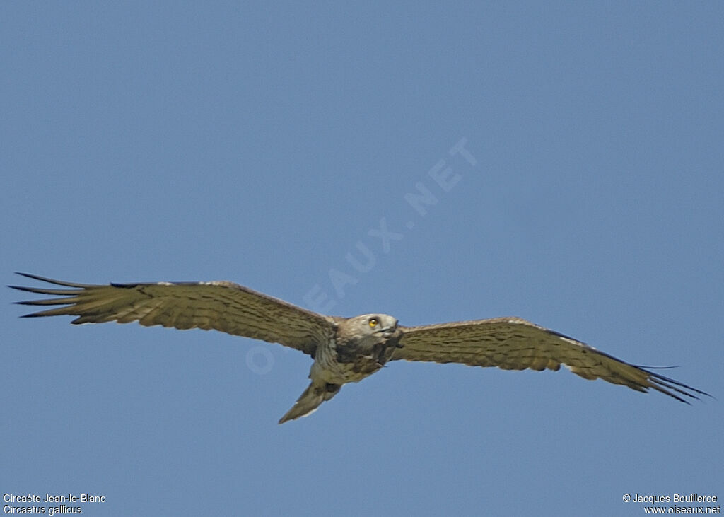 Short-toed Snake Eagle