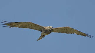 Short-toed Snake Eagle