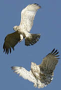 Short-toed Snake Eagle