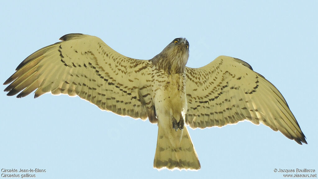 Short-toed Snake Eagle