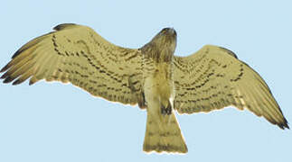 Short-toed Snake Eagle