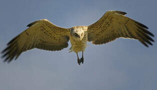 Short-toed Snake Eagle