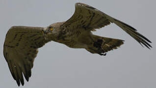 Short-toed Snake Eagle