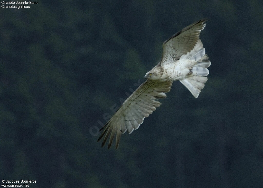 Short-toed Snake Eagle