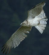 Short-toed Snake Eagle