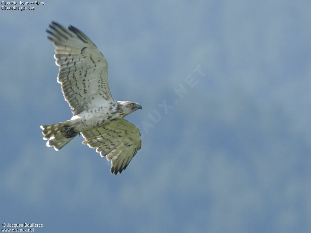 Short-toed Snake Eagle