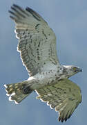 Short-toed Snake Eagle