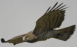 Short-toed Snake Eagle