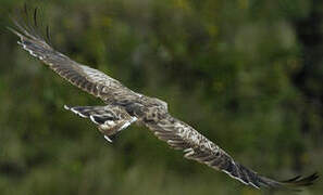 Short-toed Snake Eagle