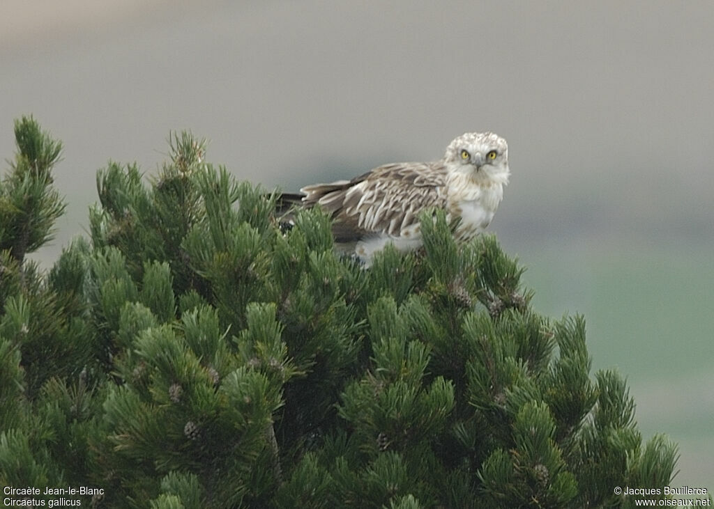 Short-toed Snake Eagle