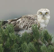 Short-toed Snake Eagle