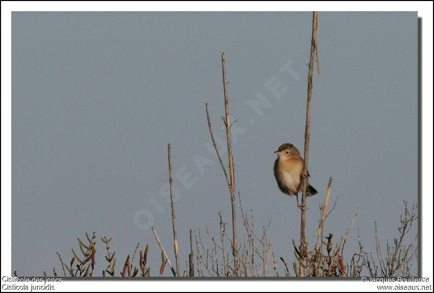 Zitting Cisticola