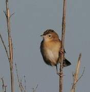 Zitting Cisticola