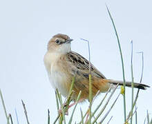 Zitting Cisticola