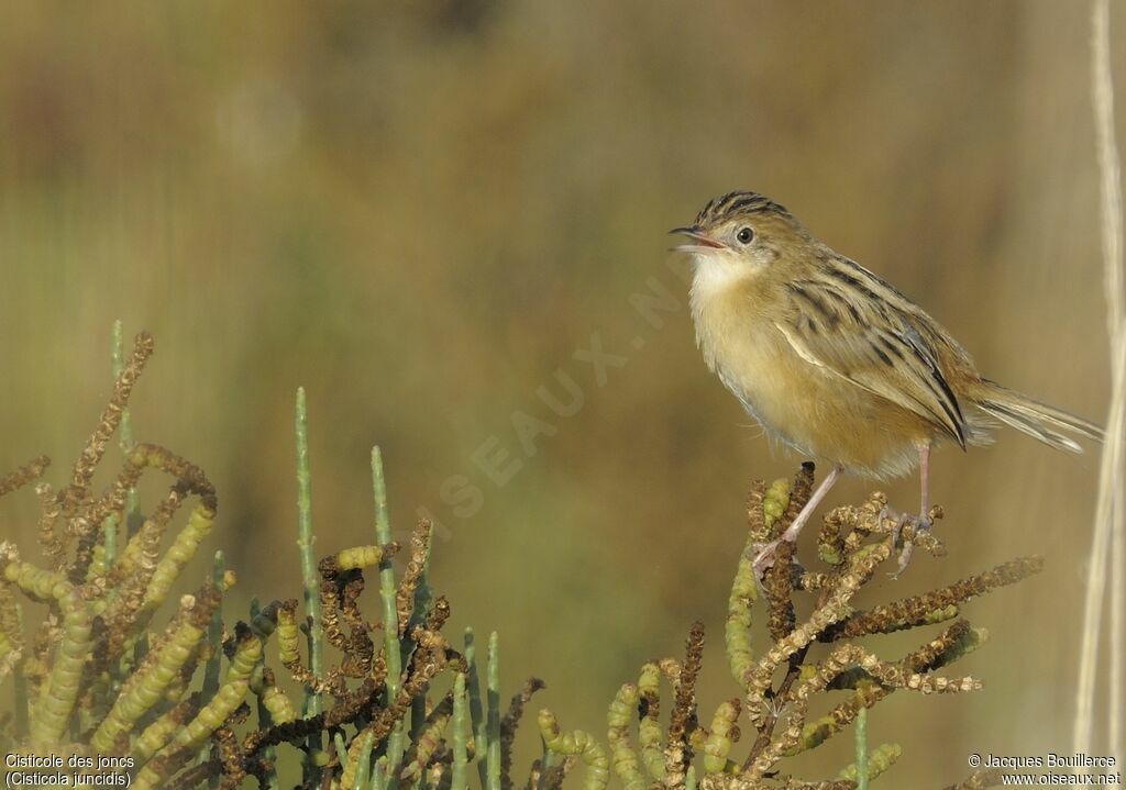 Zitting Cisticola