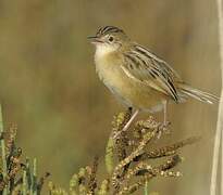 Zitting Cisticola