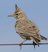 Crested Lark