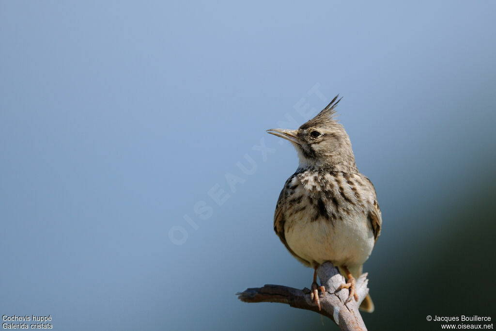 Crested Lark