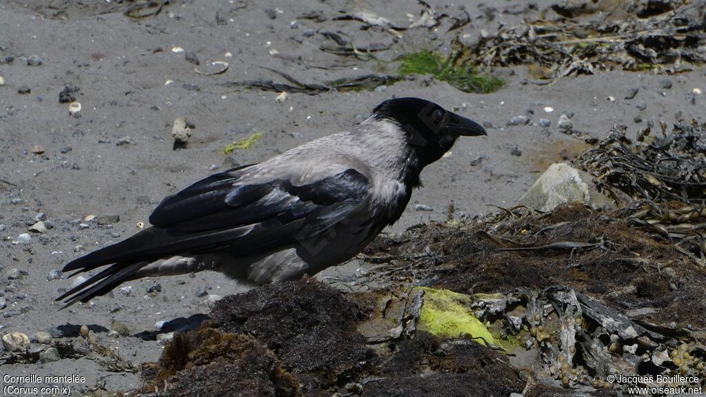 Hooded Crow