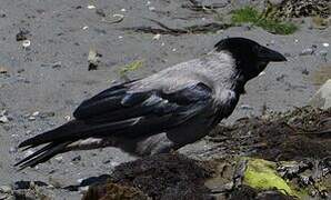 Hooded Crow