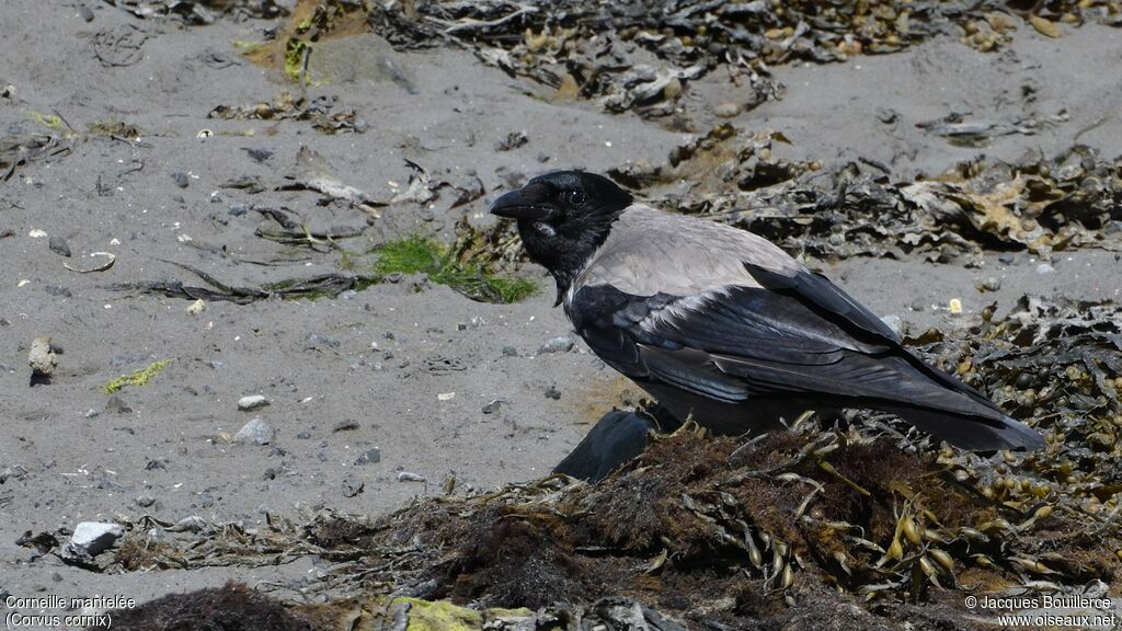 Hooded Crow