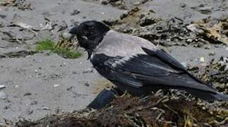 Hooded Crow