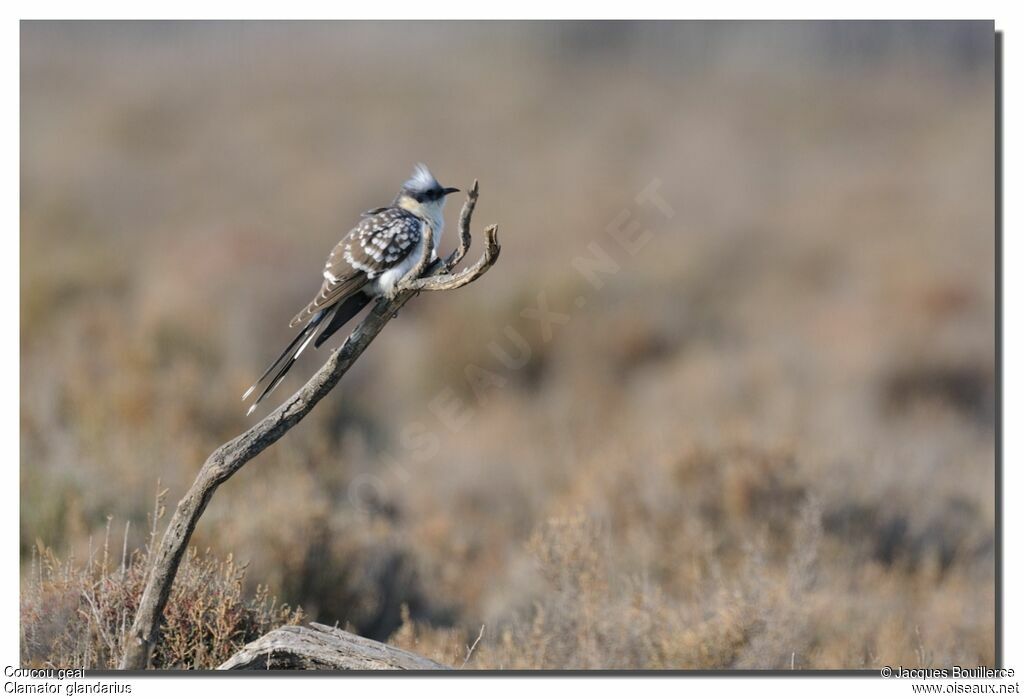 Great Spotted Cuckoo