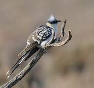 Great Spotted Cuckoo