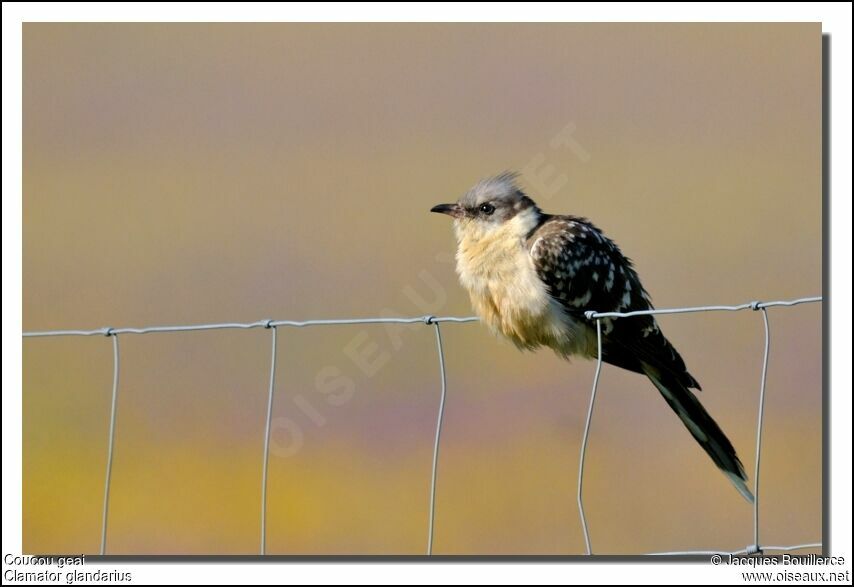 Great Spotted Cuckooadult