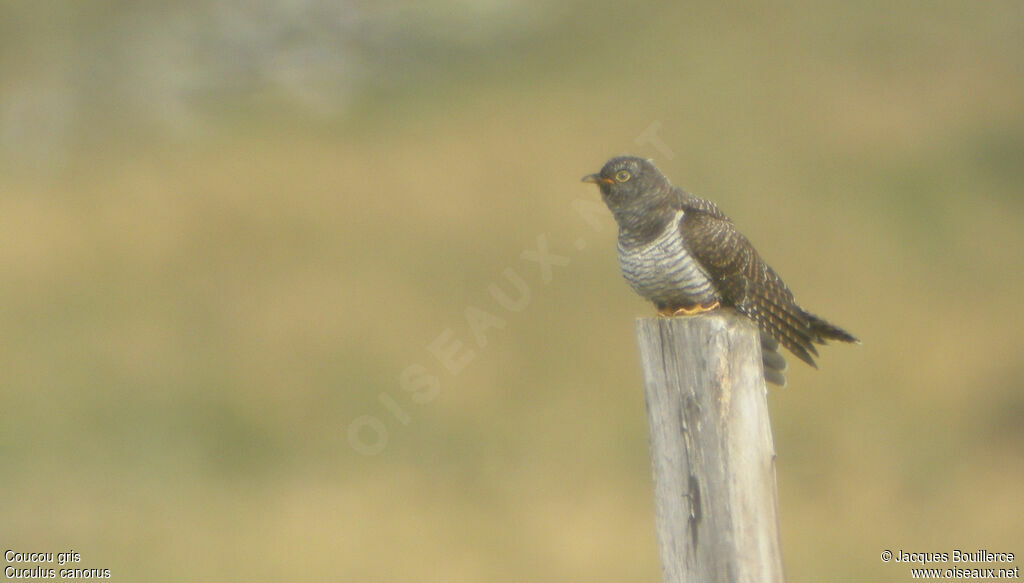 Common Cuckoo