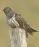 Common Cuckoo