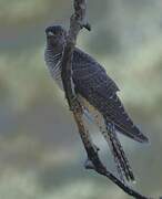 Common Cuckoo