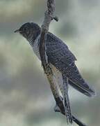 Common Cuckoo