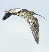 Eurasian Curlew