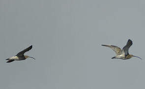 Eurasian Curlew