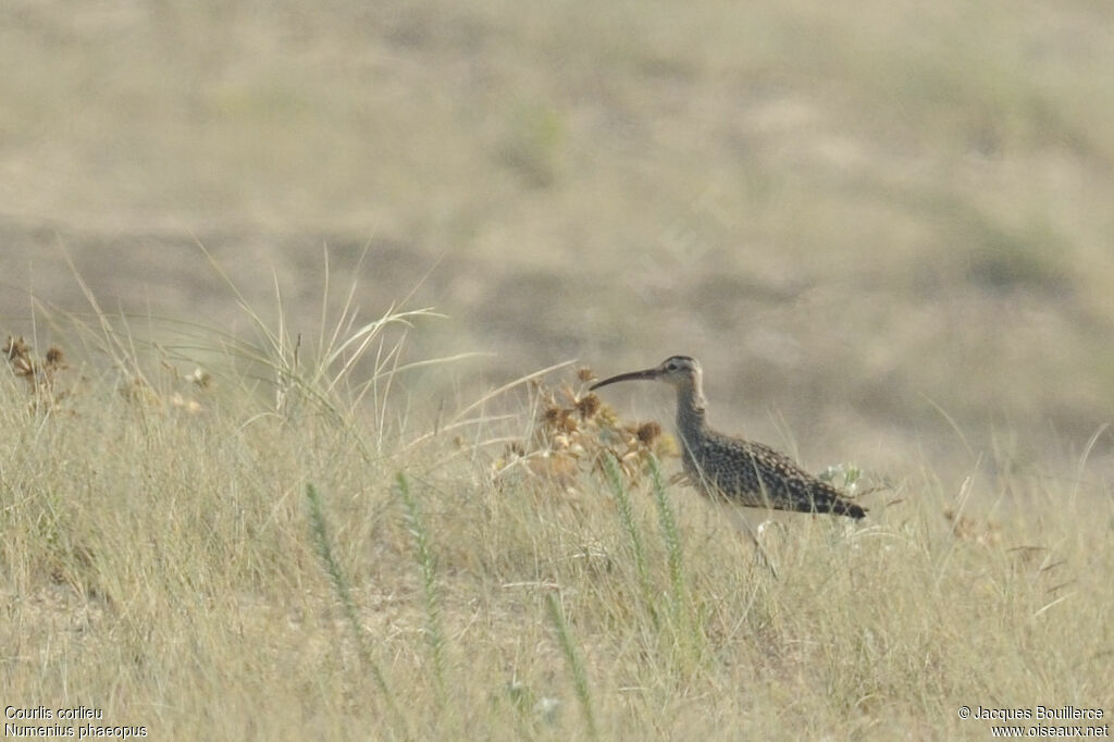 Eurasian Whimbrel