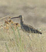 Eurasian Whimbrel