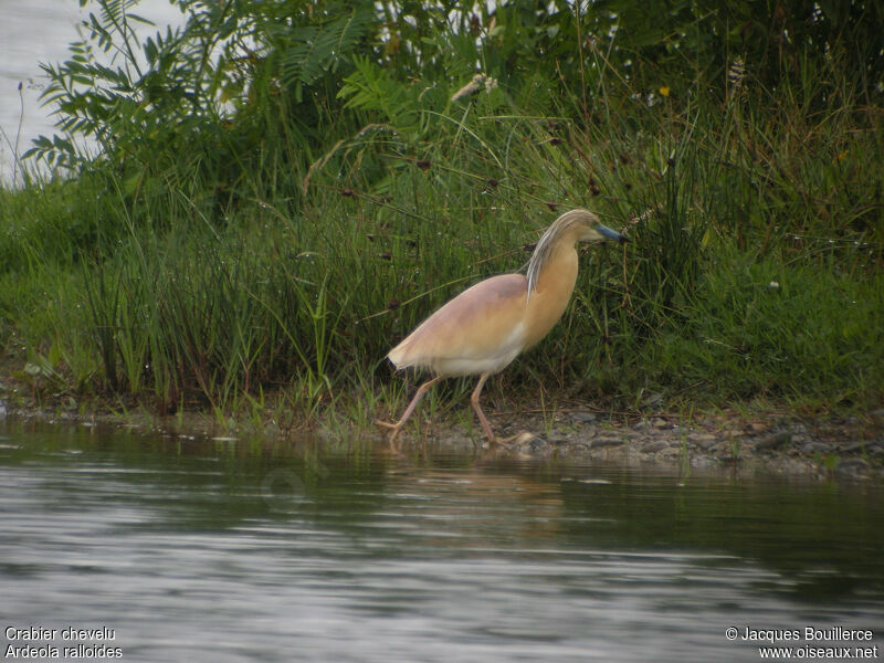 Squacco Heron