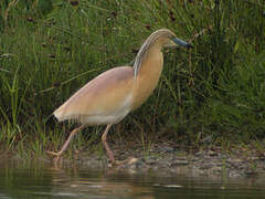 Squacco Heron