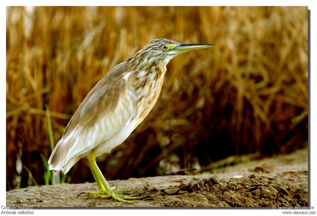 Squacco Heron, identification