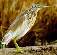 Squacco Heron