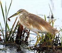 Squacco Heron