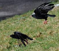 Red-billed Chough