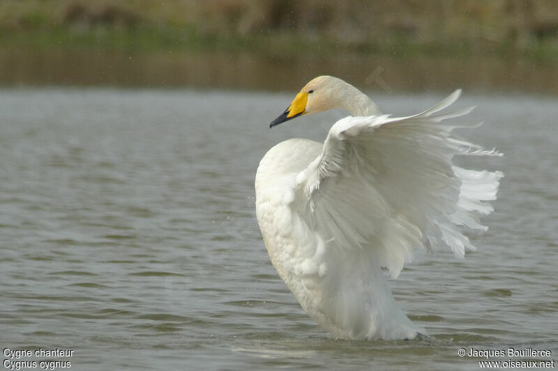 Whooper Swan