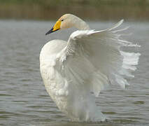 Whooper Swan