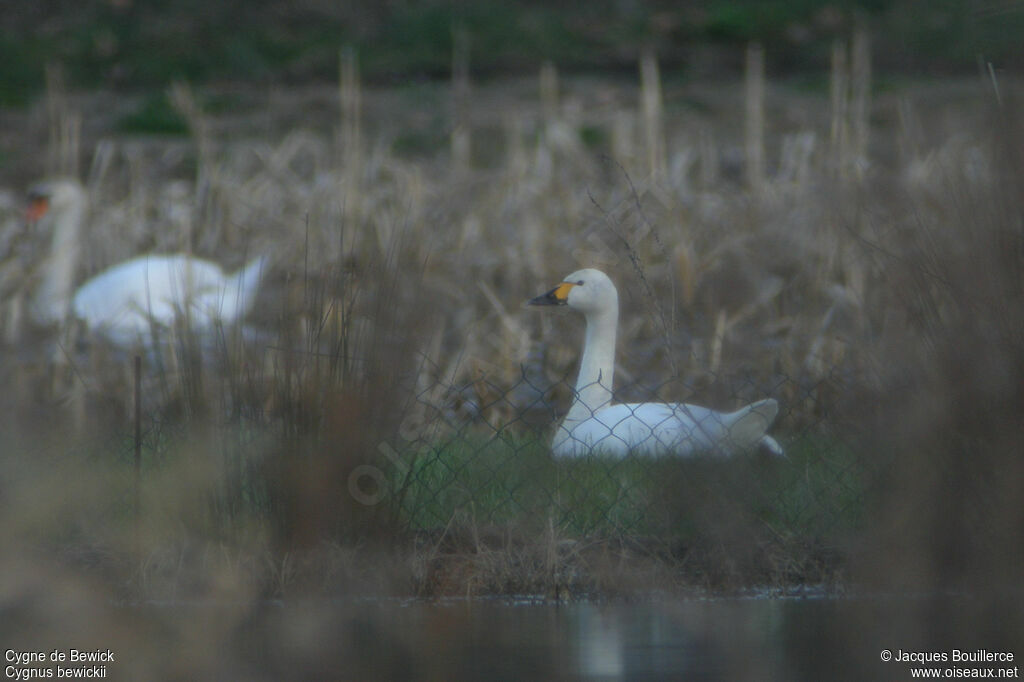 Cygne de Bewick