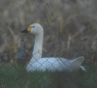 Cygne de Bewick