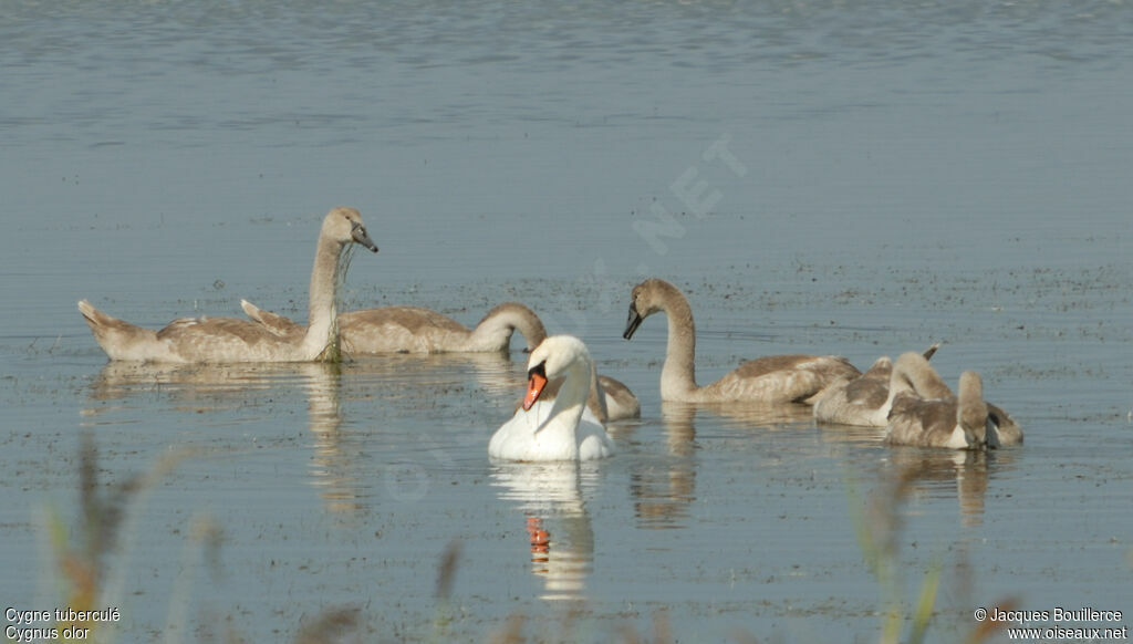 Cygne tuberculé